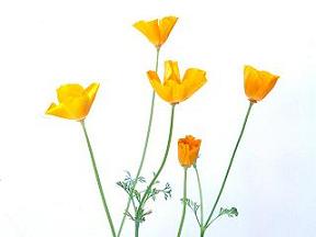 C[W
